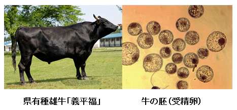 写真：種雄牛と受精卵