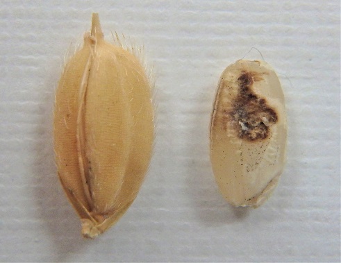 籾殻と玄米、玄米はカメムシ被害がある