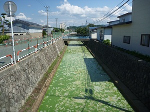写真：８月２０日　飯塚川