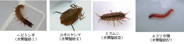 指標生物の例の画像