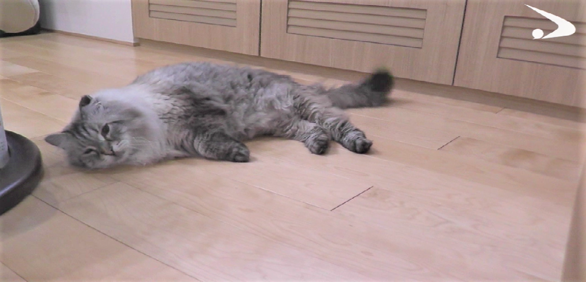 シベリア猫ミール君の画像