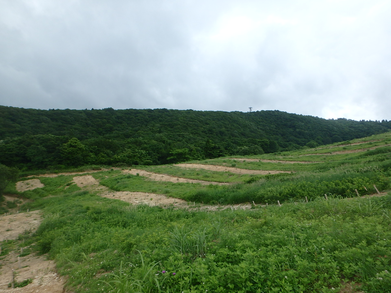 広葉樹林再生事業実施地