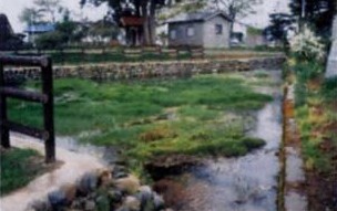 写真：イバラトミヨの保存池