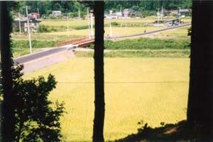 写真：稲刈り前の田んぼの写真