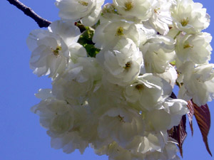 写真：桜も花の写真