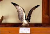 写真:鳥のはく製