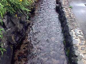 写真：水温は年中１２℃の清水が流れる水路