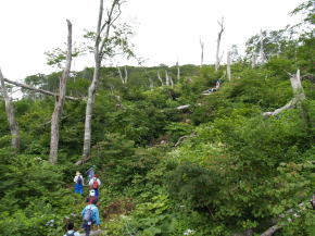 画像：竜巻で倒れたブナ林