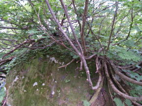 画像：石に根を張る木