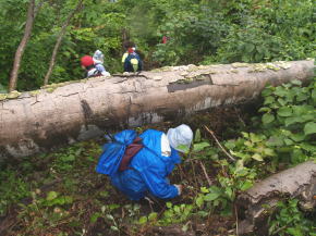 画像：倒木をくぐる調査隊