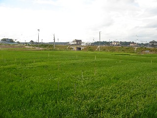 写真：生育状況２