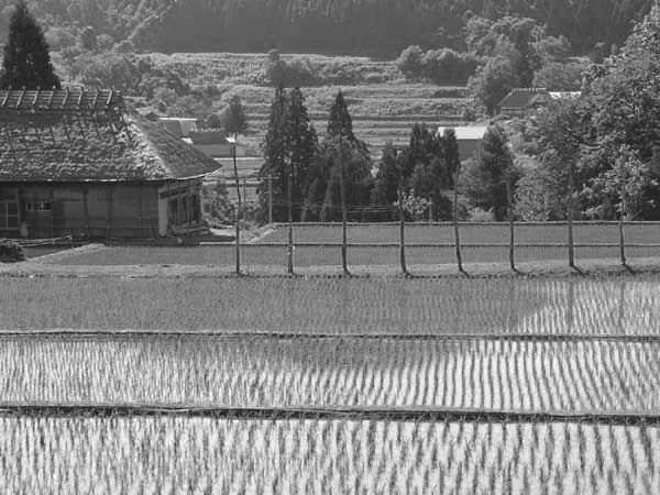 白黒写真：蒐沢の茅葺き民家と棚田