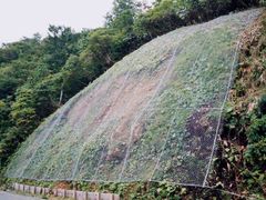 写真：覆われた山肌