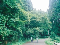 写真:道路上に木が倒れかかっている様子