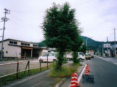 写真:枝の伸びた街路樹