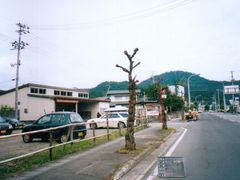 写真:枝払いの終わった街路樹