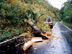 写真：路面上の倒木