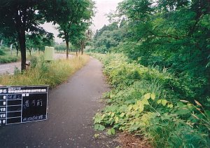 写真：草刈り前