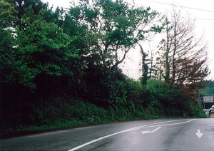 写真:枝払い後