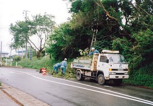 写真:枝払い状況