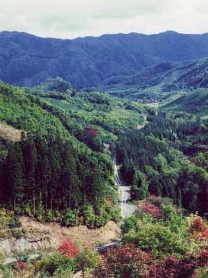 写真：林道遠景