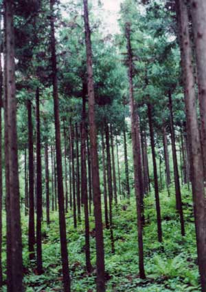 画像：整備された森林
