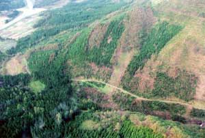 画像：植林作業のための林道2