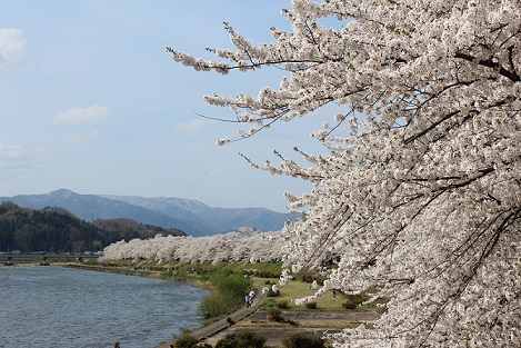 写真：角館桧木内川堤の桜