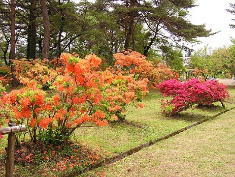 写真：生内公園つつじ