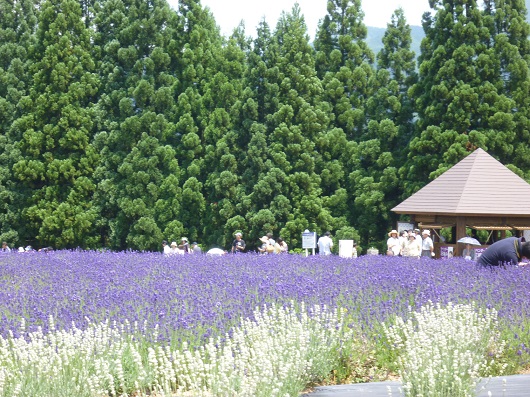 写真：美郷町ラベンダー