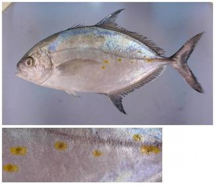 ナンヨウカイワリ 秋田県では初報告 美の国あきたネット