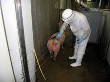 写真：生体検査で異常を示す豚をマークするところ