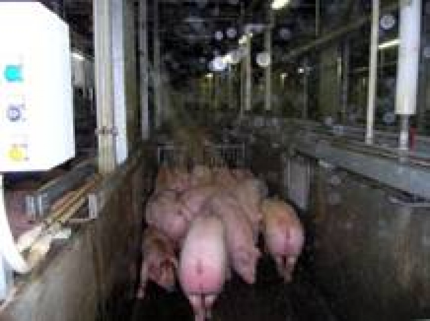 食肉検査 と畜検査 美の国あきたネット