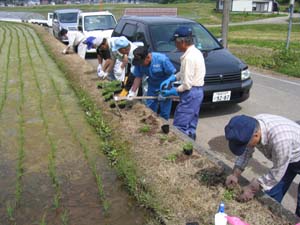 写真:道炉端苗植え1