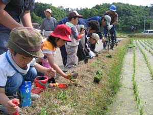 写真:道炉端苗植え2