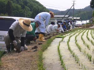 写真:道炉端苗植え3