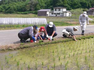 写真：道炉端苗植え４