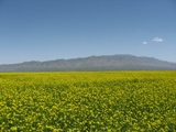 写真：山丹県南部の焉支山と菜の花