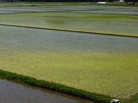 写真：田んぼ