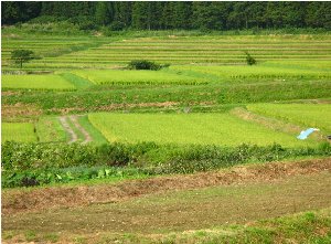 写真：棚田