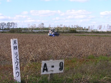 大豆原種ほ場