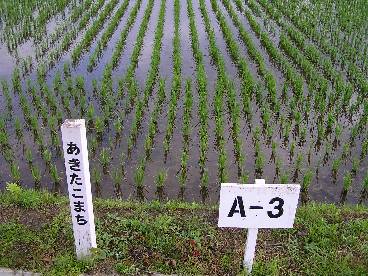 水稲原種ほ場