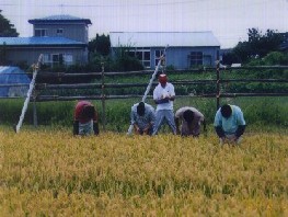 写真：水稲原原種穂抜き