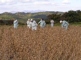 写真：大豆原原種ほ場審査