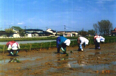 写真：水稲系統移植