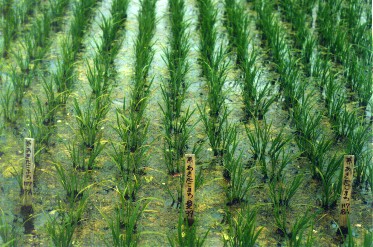 写真：水稲系統栽培