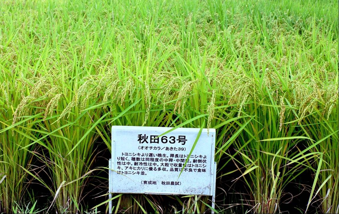 あきたろくじゅうさんごうのたんぼでのようすです。 写真:秋田63号のたんぼでの様子