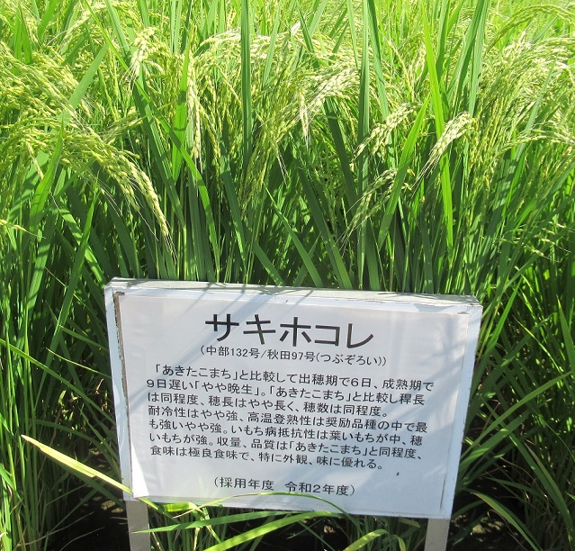 サキホコレの出穂の様子