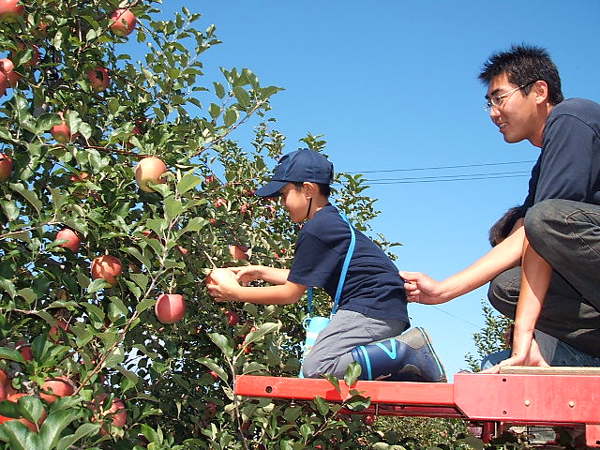 画像：りんごを収穫する親子