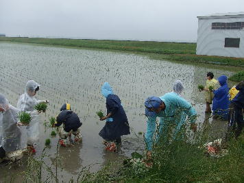 写真：田植えをする様子